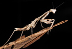 Deroplatys trigonodera