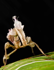 Idolomantis diabolica