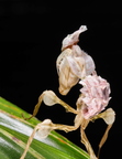 Idolomantis diabolica