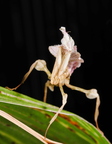 Idolomantis diabolica