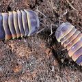 Merulanella sp "Ember Bee"