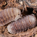 Cubaris sp "Blue Pigeon"