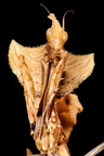 Idolomantis diabolica