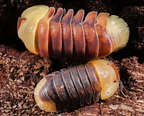 Cubaris sp "Rubber Ducky"
