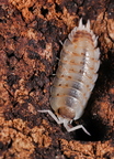 Porcellio violaceus "Rubivan"