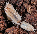 Porcellio violaceus "Rubivan"