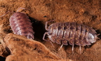 Porcellio flavomarginatus "Crete"