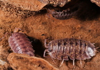 Porcellio flavomarginatus "Crete"