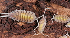 Porcellio boliviari "Yellow Ghost"