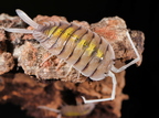 Porcellio boliviari "Yellow Ghost"