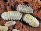 Armadillidium granulatum "Magic Potion"