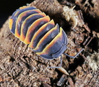 Merulanella sp "Ember Bee"