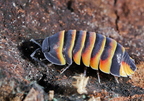 Merulanella sp "Ember Bee"