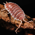 Porcellio hoffmannseggi "Orange"