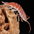 Porcellio hoffmannseggi "Orange"