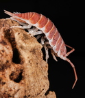 Porcellio hoffmannseggi "Orange"