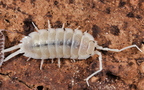 Porcellio hoffmannseggi "White"