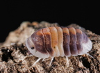 Cubaris sp Capuccino