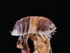 Cubaris sp Capuccino