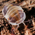 Cubaris sp "Capuccino"