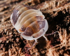 Cubaris sp "Capuccino"