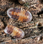 Cubaris sp "Capuccino"