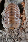 Cubaris sp "Caramel Cream"