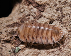 Cubaris sp "Caramel Cream"