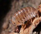 Cubaris sp "Caramel Cream"