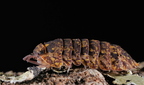 Merulanella sp "Starsky"