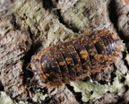 Merulanella sp "Starsky"