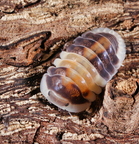Cubaris sp "Capuccino"