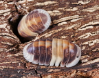 Cubaris sp "Capuccino"