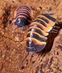 Merulanella sp "Ember Bee"