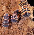 Merulanella sp "Ember Bee"