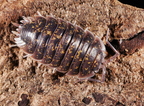 Porcellio flavomarginatus "Crete"