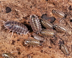 Porcellio flavomarginatus "Crete"