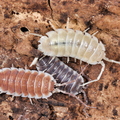 Porcellio hoffmannseggi 
