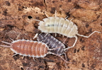 Porcellio hoffmannseggi 