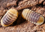 Cubaris sp "Jupiter"