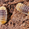 Cubaris sp "Jupiter"