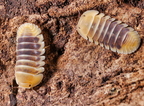 Cubaris sp "Jupiter"