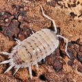 Porcellio violaceus "Rubivan"
