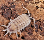 Porcellio violaceus "Rubivan"
