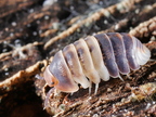 Cubaris sp "White Shark"