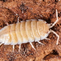 Porcellio sevilla "Snow"