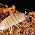 Porcellio sevilla "Snow"