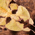 Pulchriphyllium pulchrifolium