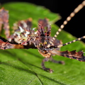 Parectatosoma sp. "Moramanga"