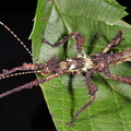 Parectatosoma sp. "Moramanga"